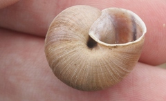 Helminthoglypta ayresiana