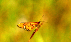 Acraea periphanes