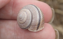 Helminthoglypta ayresiana