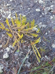 Lateristachys lateralis