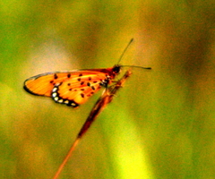 Acraea periphanes