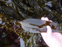 Laminaria setchellii