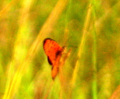 Acraea periphanes