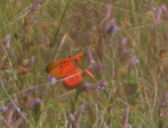 Acraea acrita acrita