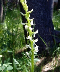 Platanthera dilatata leucostachys