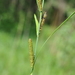 Carex acutiformis - Photo (c) Nikolay Panasenko, μερικά δικαιώματα διατηρούνται (CC BY-NC), uploaded by Nikolay Panasenko