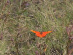Acraea acrita acrita