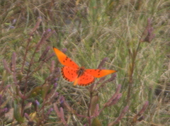 Acraea acrita acrita