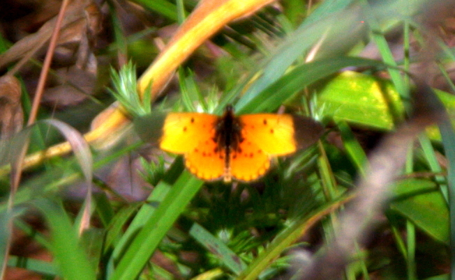 Rubraea chaeribula