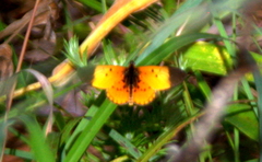 Acraea chaeribula