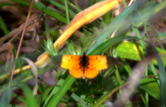 Acraea chaeribula