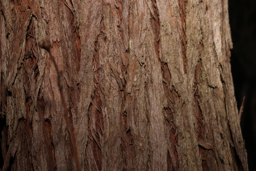 Image of Eucalyptus resinifera by (c) Greg Tasney, some rights reserved (CC BY-SA)