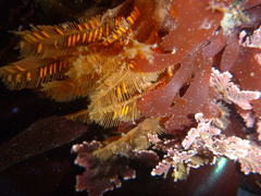 Aglaophenia latirostris