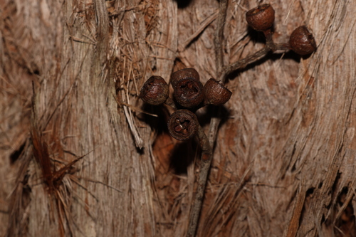 Image of Eucalyptus psammitica by (c) Greg Tasney, some rights reserved (CC BY-SA)