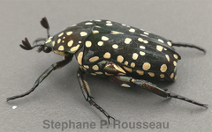 Protaetia niveoguttata