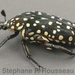 Escarabajo Manchado Indochino - Photo (c) saturnindi, algunos derechos reservados (CC BY-NC), subido por saturnindi