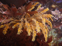 Aglaophenia latirostris