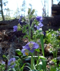 Polemonium occidentale