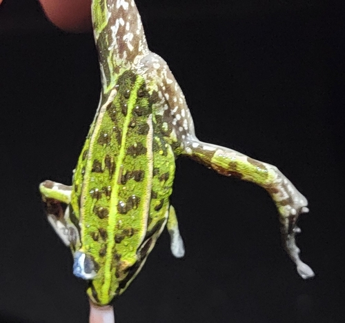 Black-spotted Frog