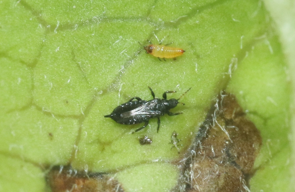 toyon gall thrips