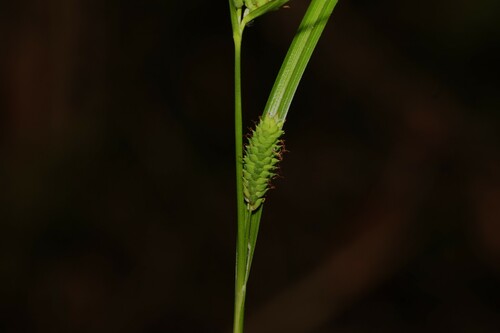 Image of Carex maculata by (c) Greg Tasney, some rights reserved (CC BY-SA)