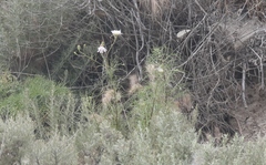 Malacothrix saxatilis implicata