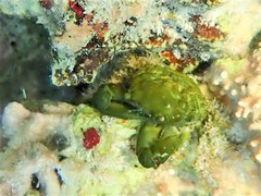 Mithraculus sculptus