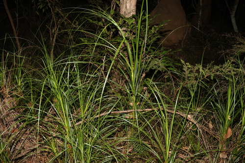 Image of Gahnia clarkei by (c) Greg Tasney, some rights reserved (CC BY-SA)