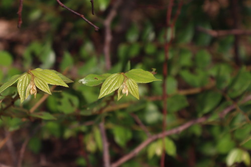 Image of Ziziphus oenopolia by (c) Vikas D Prasad, some rights reserved (CC BY-SA)