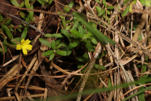 Image of Rough Guinea Flower (Hibbertia aspera) by (c) Greg Tasney, some rights reserved (CC BY-SA)