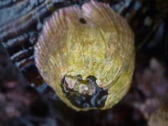 Megabalanus californicus