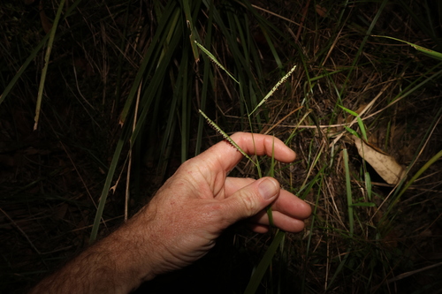 Image of Paspalum scrobiculatum by (c) Greg Tasney, some rights reserved (CC BY-SA)