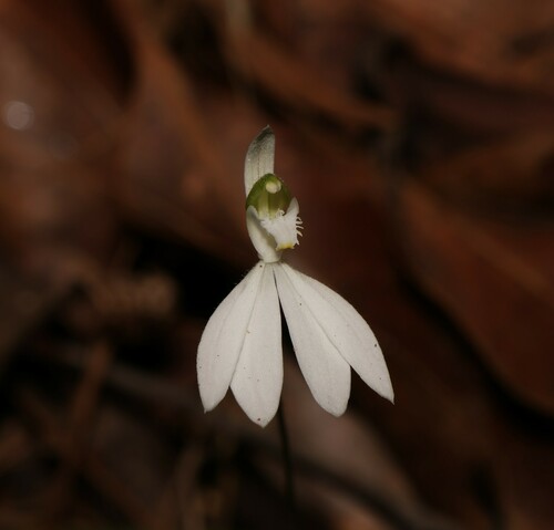 Image of Caladenia picta by (c) Greg Tasney, some rights reserved (CC BY-SA)