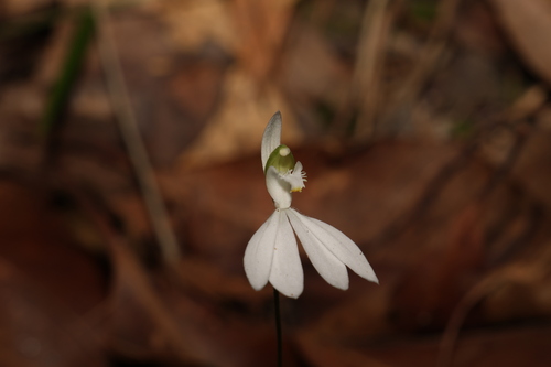 Image of Caladenia picta by (c) Greg Tasney, some rights reserved (CC BY-SA)