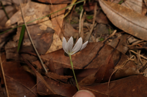 Image of Caladenia picta by (c) Greg Tasney, some rights reserved (CC BY-SA)