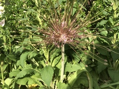 Allium schubertii