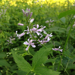 Iodanthus pinnatifidus