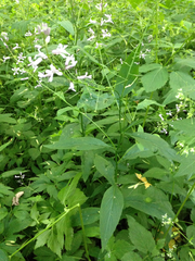 Iodanthus pinnatifidus