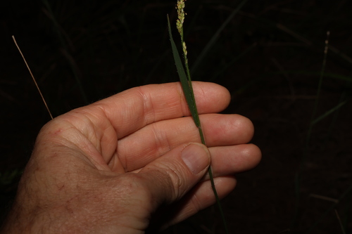 Image of Entolasia marginata by (c) Greg Tasney, some rights reserved (CC BY-SA)