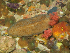 Ctenactis