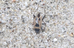Xanthochilus saturnius