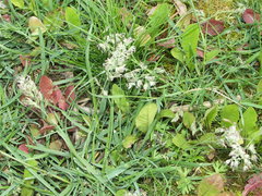Poa humilis
