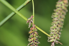 Carex barrattii