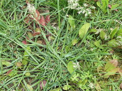Poa humilis
