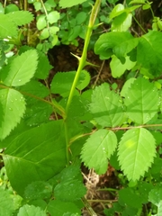 Rosa pisocarpa