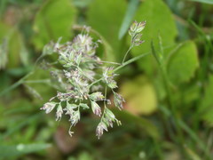 Poa humilis