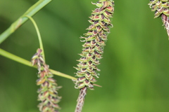 Carex barrattii