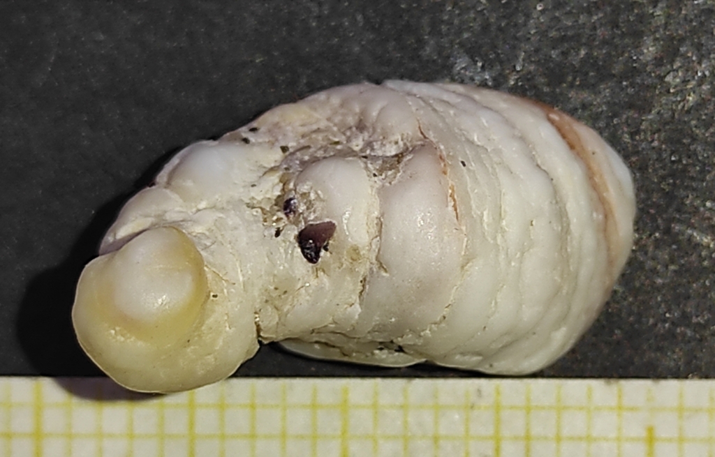 Pseudochama corbierei