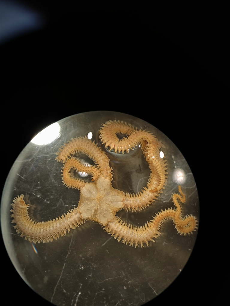 Ophiocentrus anomalus