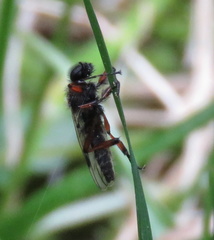 Bibio xanthopus